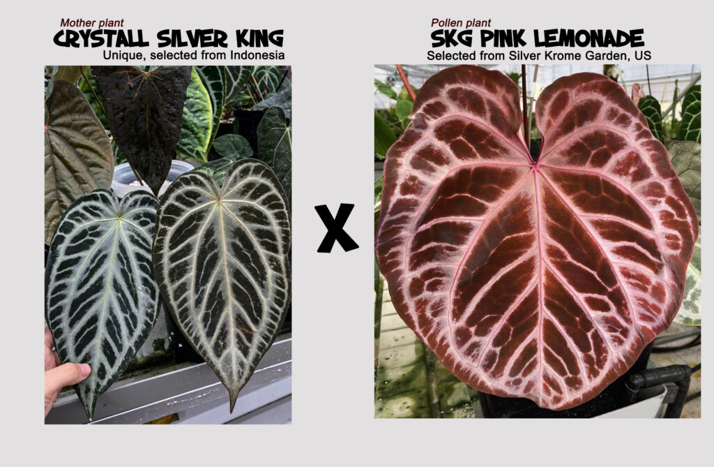 Silver king x skg pink lemonade