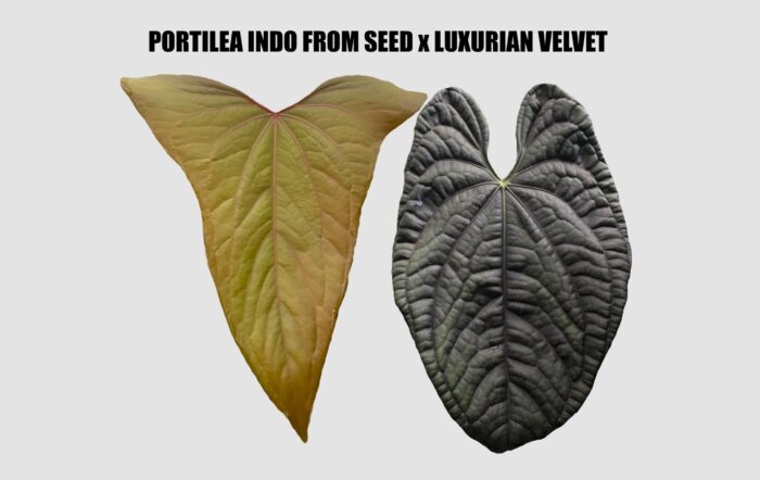 Portilea Indo selected x Luxurian (seed)