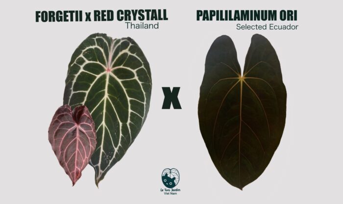 (Forgetii x Red crystall) x Papi Panama