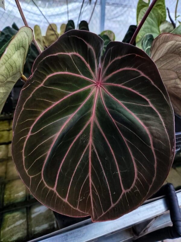 King of spades red vein from seed - Le Toro Jardin