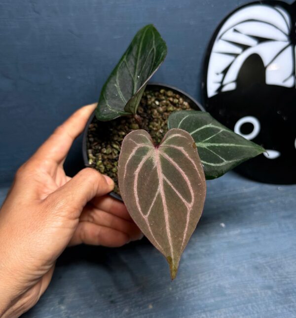 King of spades red vein from seed - Le Toro Jardin