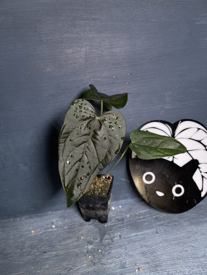 Queen of heart original