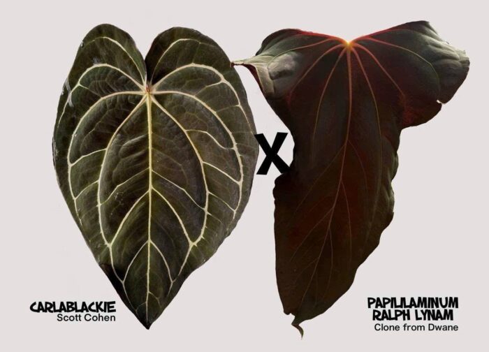 Carlablackie x Ralph Lynam