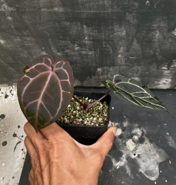 (Forgetii x Red crystall) x Red crystall Tezula