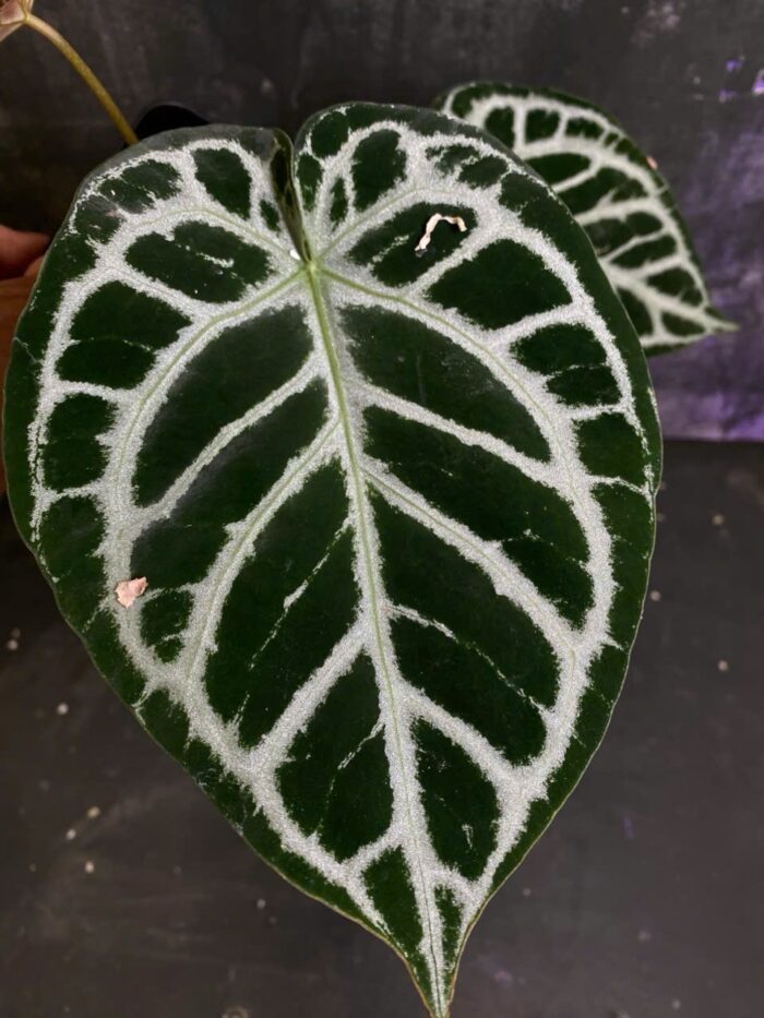 Dorayaki x Super silver