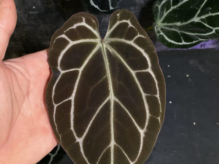 (Cape oasis x Red crystall) x Red crystall.