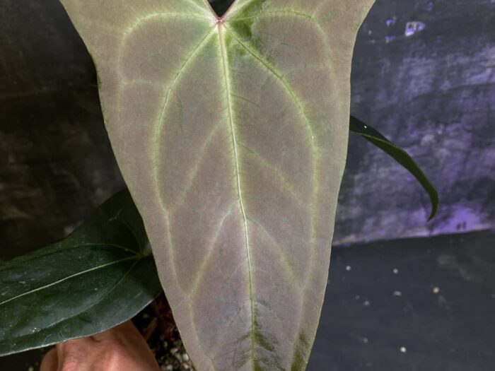 Papi red stem x Pinkelyi