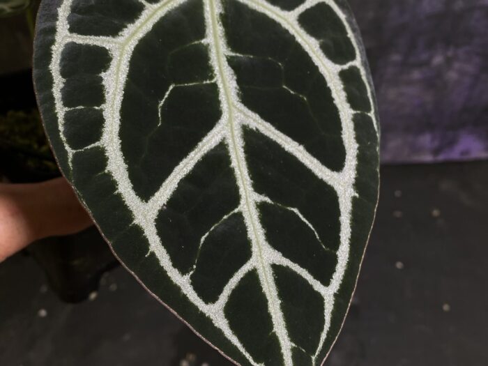 Crystall dark ecuador x SKG Pink Lemonade