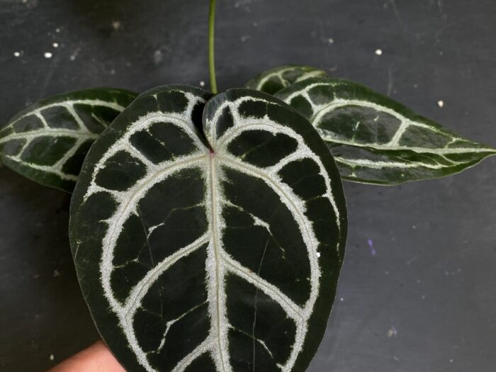 Dorayaki dark x Red crystall