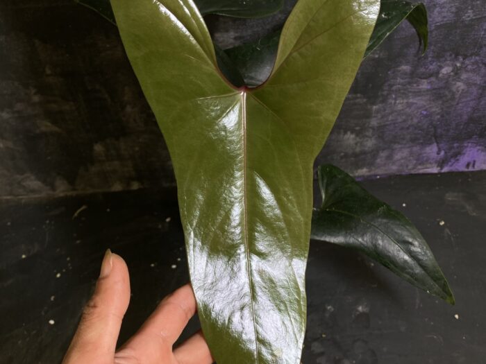 Nigrolaminum gigi from seed