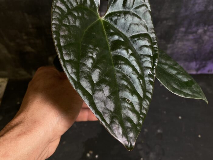 Hoffmani red indo x (Papi x Luxurian)