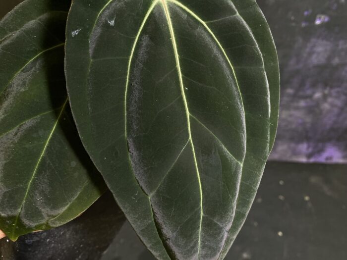 Bessea x Red vein dark phoenix selected