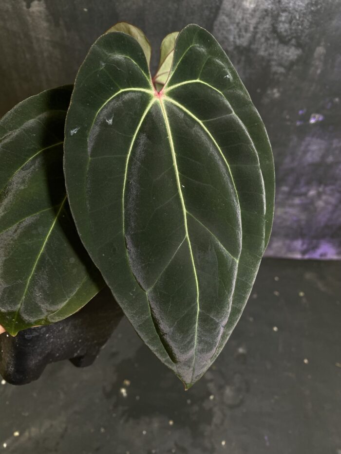 Bessea x Red vein dark phoenix selected