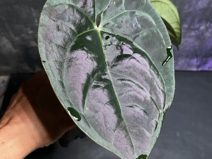 Hoffmani indo x Luxurian