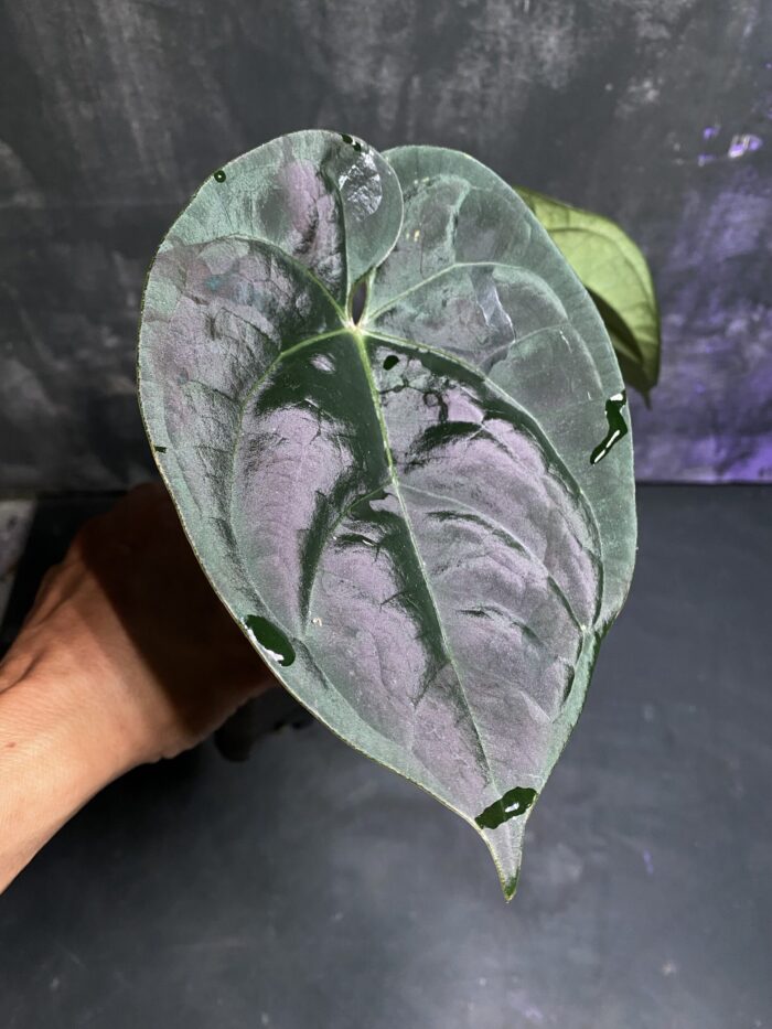 Hoffmani indo x Luxurian