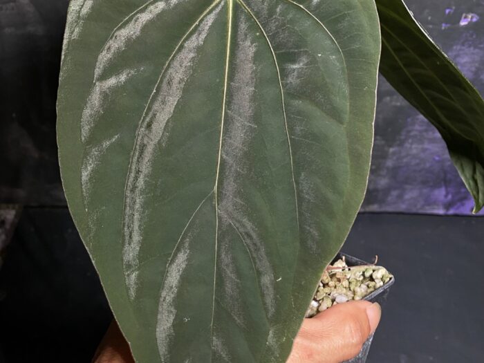 Papi panama x Dressleri original