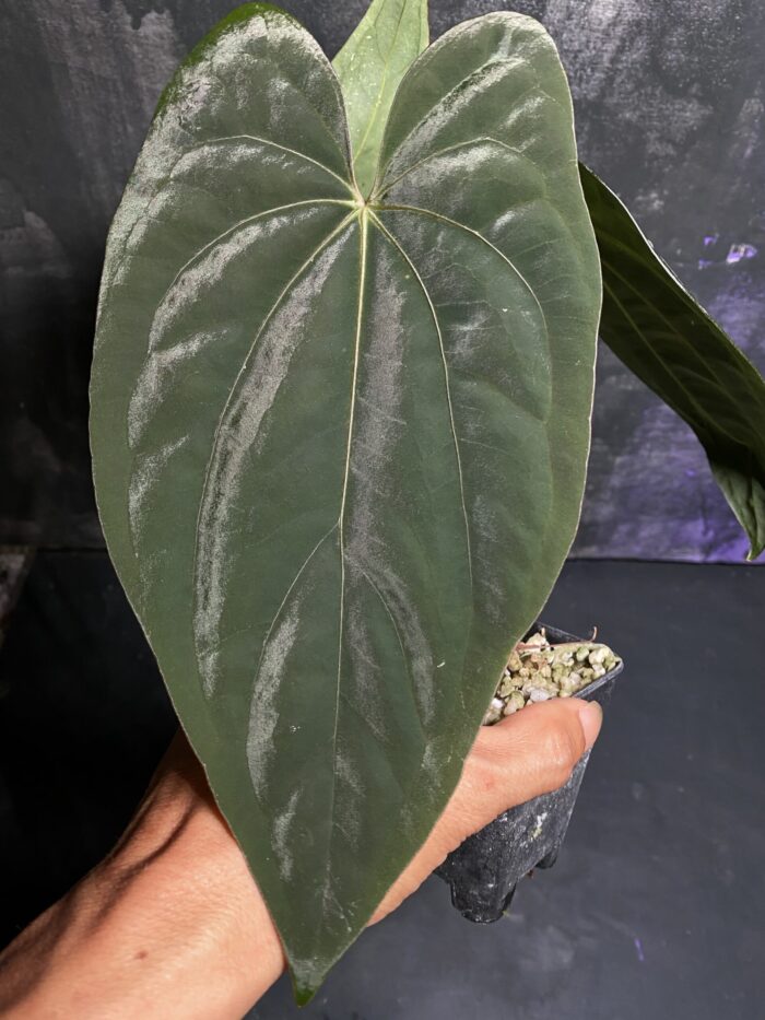 Papi panama x Dressleri original