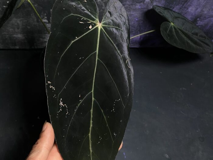 Bessea x Midnight stranger