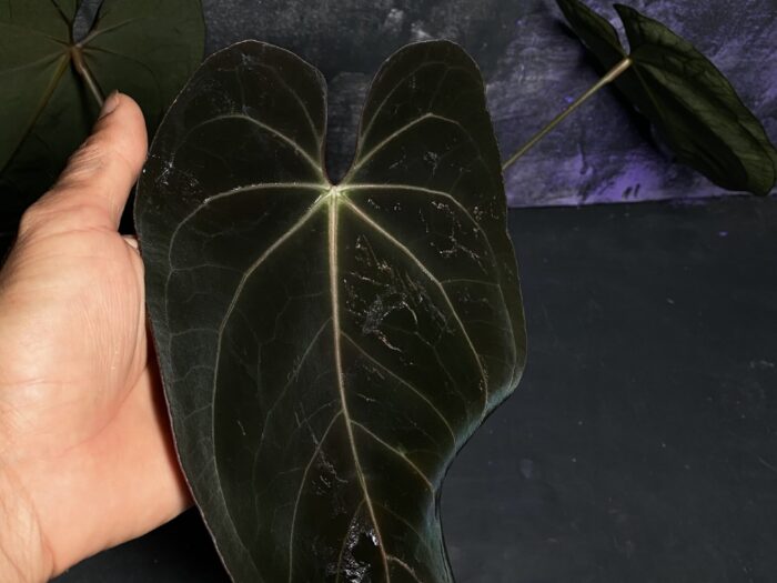 Red crystall x Papillilaminum