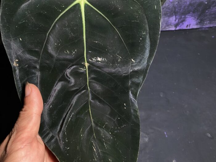 Papi panama super selected one.