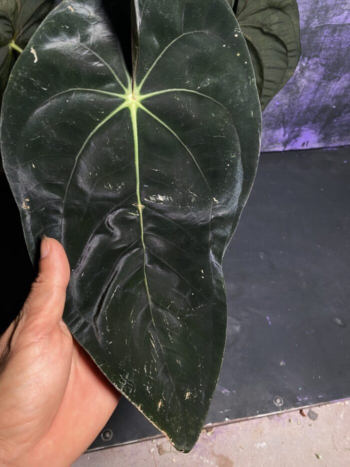 Papi panama super selected one.