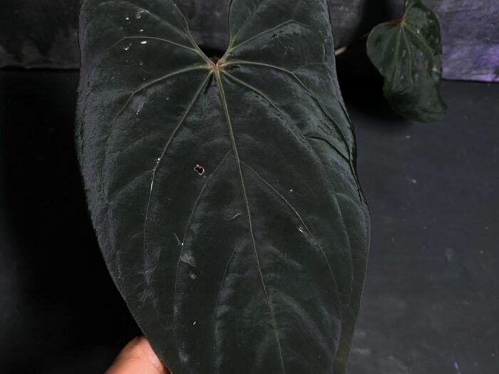 Hoffmani red indo x Midnight stranger Aus.