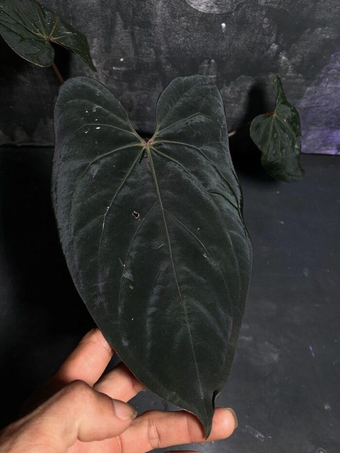 Hoffmani red indo x Midnight stranger Aus.