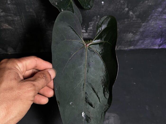 Red crystall x Nigrolaminum Gigi