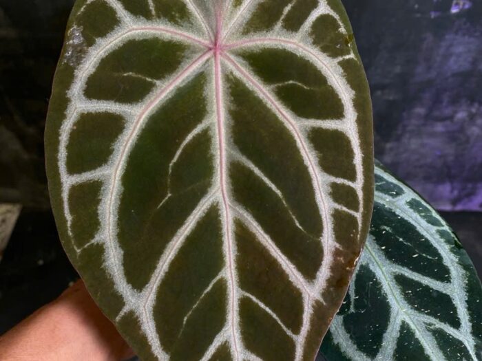 Crystall Pink vein x Red crystall Tezula 01