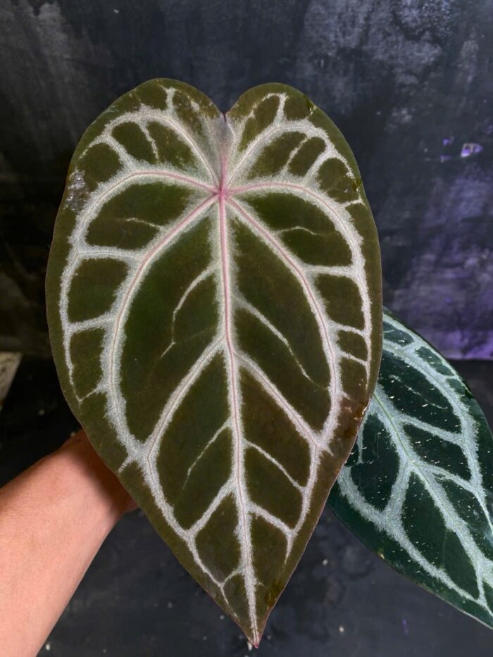 Crystall Pink vein x Red crystall Tezula 01