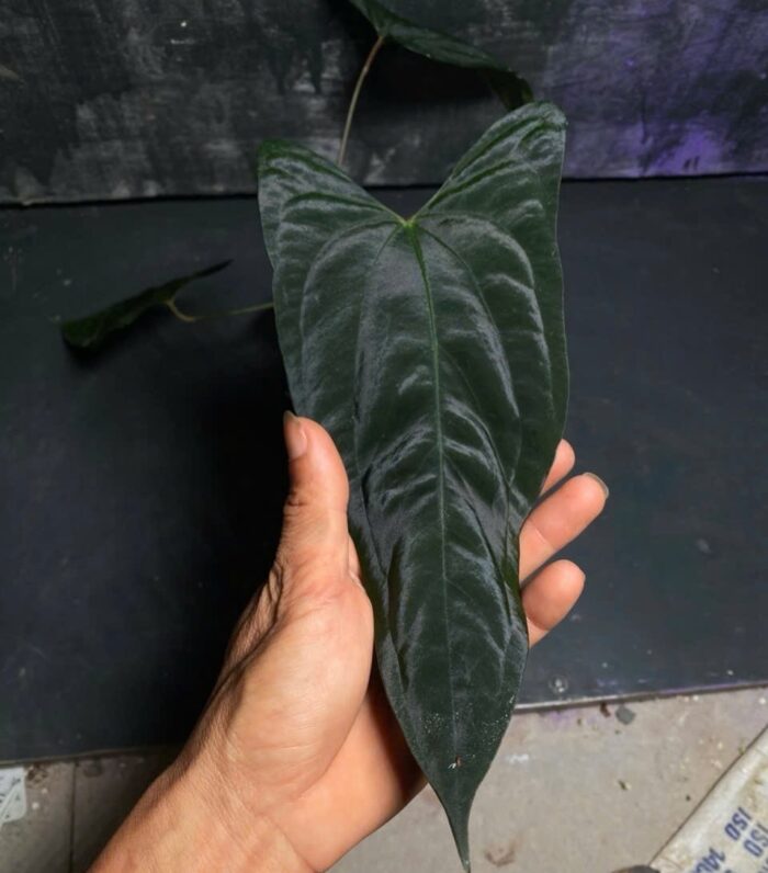 Papi FS x Mr Worldwide