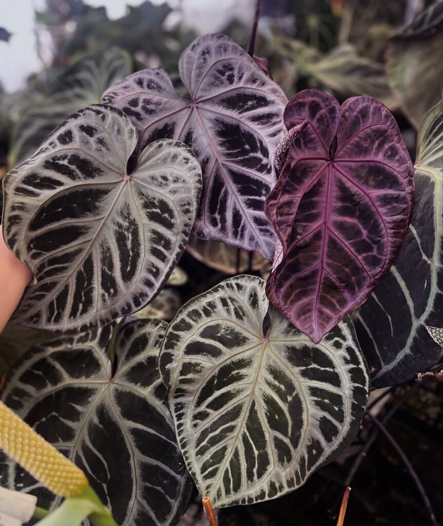 Anthurium LT Nebuluna