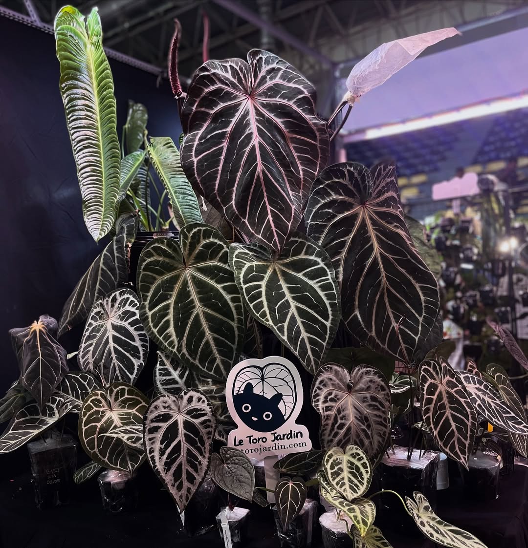 Anthurium collection