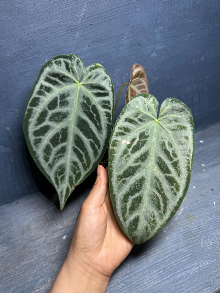 Magnificum silver x Silver king