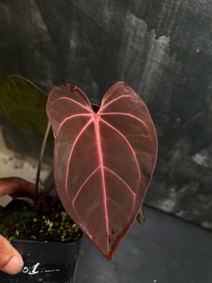 AOS Thailand x AOS purple selected