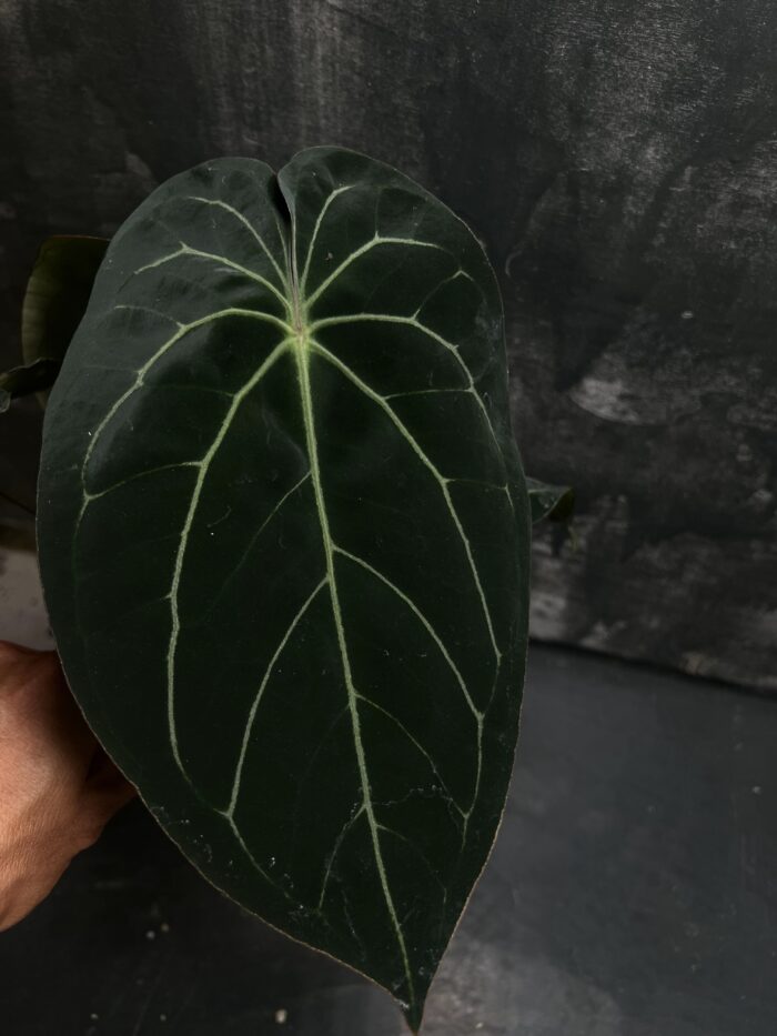 (Forgetii x Red crystall) x Dark phoenix