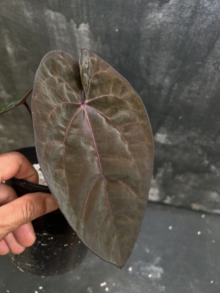 Hoffmani red indo x Red dark phoenix
