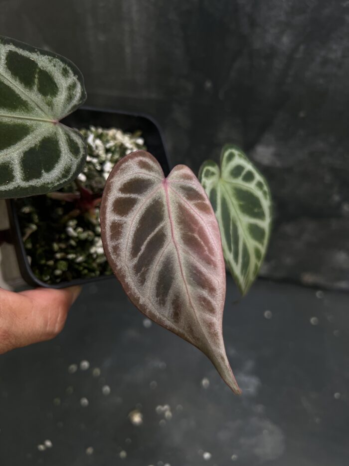 Silver dark form x SKG Pink Lemonade