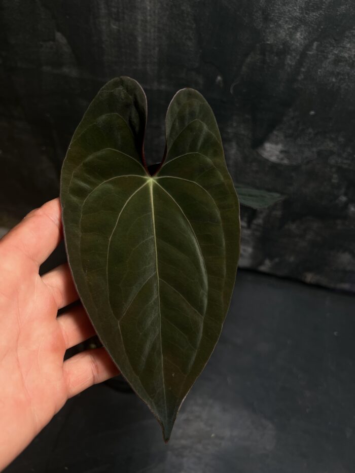 Papi panama