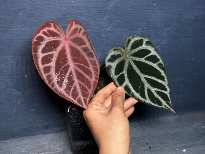 Red hope x Red crystall Tezula