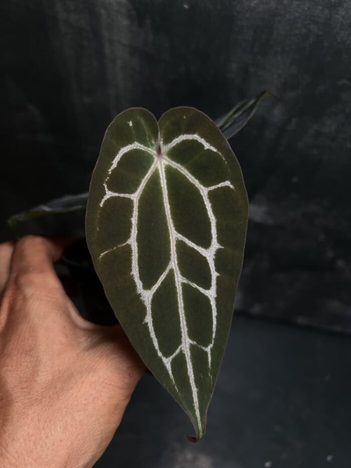 Crystall dark narrow x (Chocolate x Red crystall)