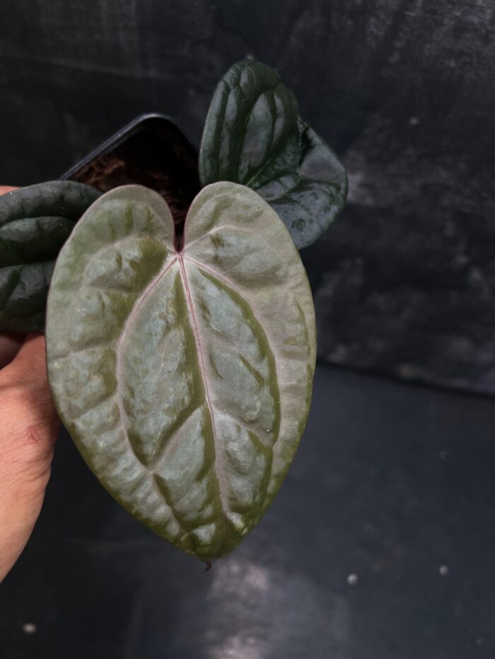 (AOS x AOS) x Luxurian