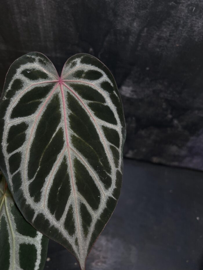 (Red crystall x SKG Pink Lemonade) x SKG Pink Lemonade