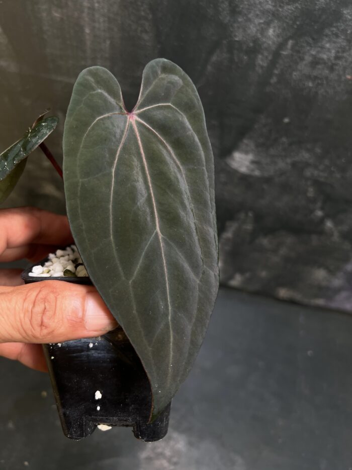 Red crystall Tezula 01 x Red dark phoenixss
