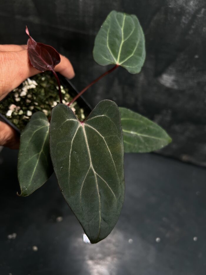 Papi red stem x Portillae 'Dorito'