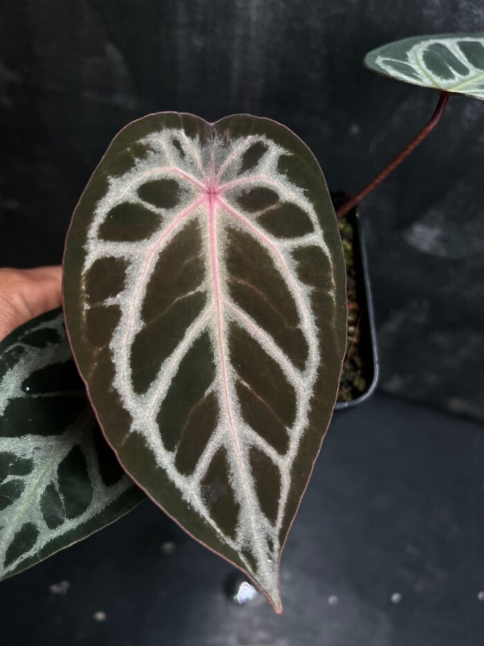 Forgetii x Red crystall