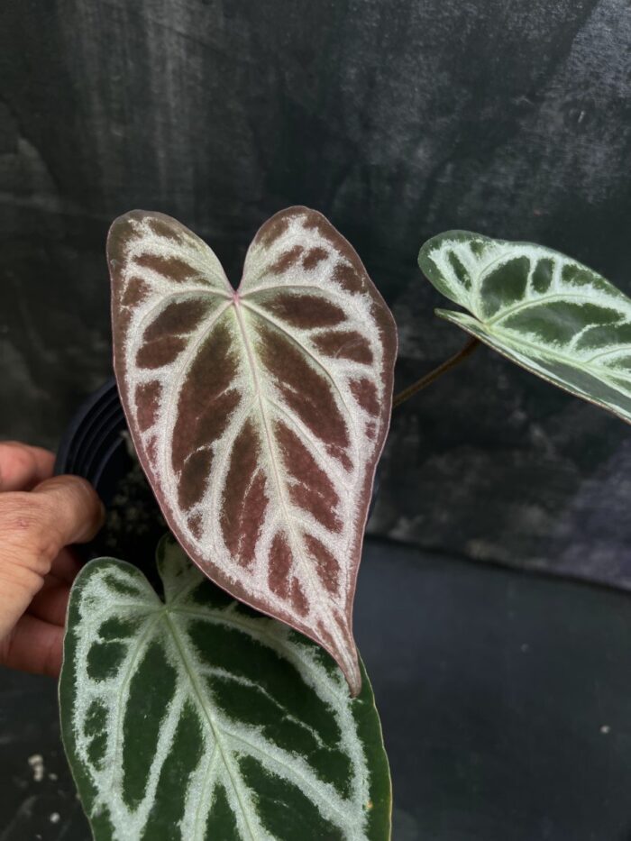 Crystall silver x SKG Pink Lemonade
