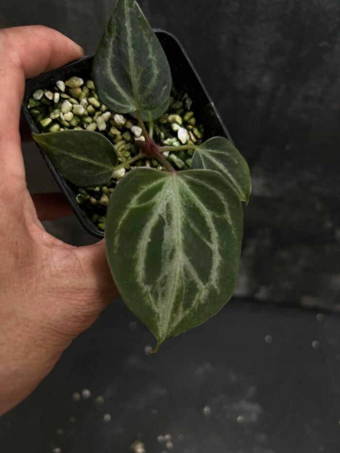 (Dorayaki silver x King of spades) x (Muchlis x Red crystall)