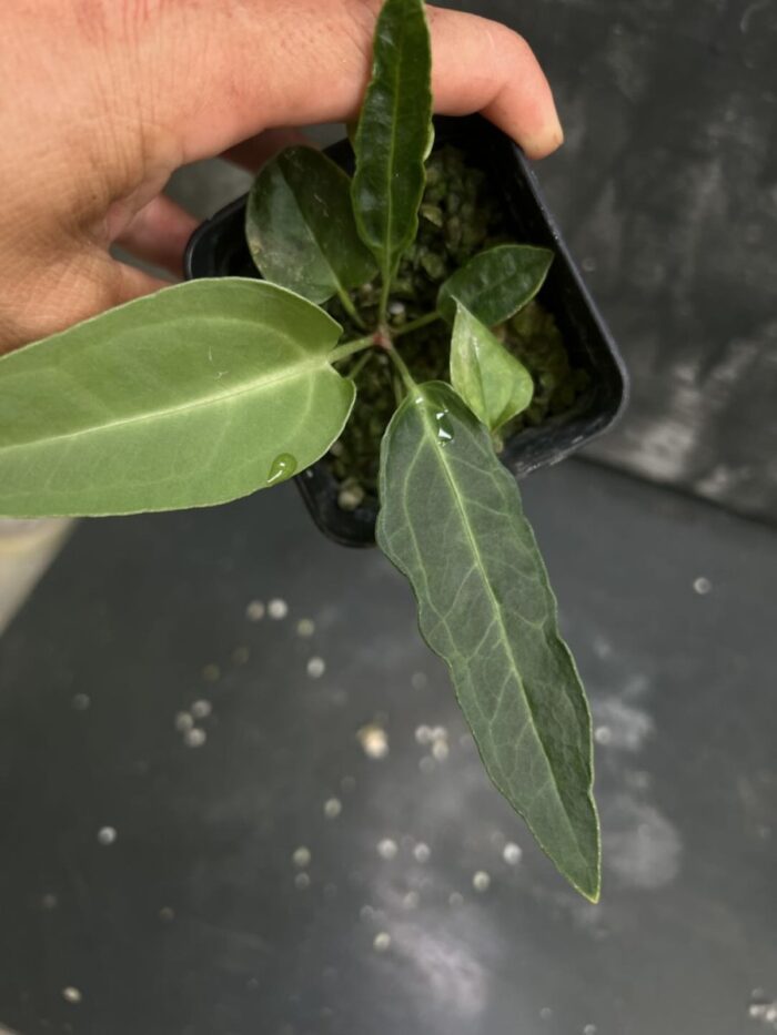 Villenaorum x  Pallidiflorum