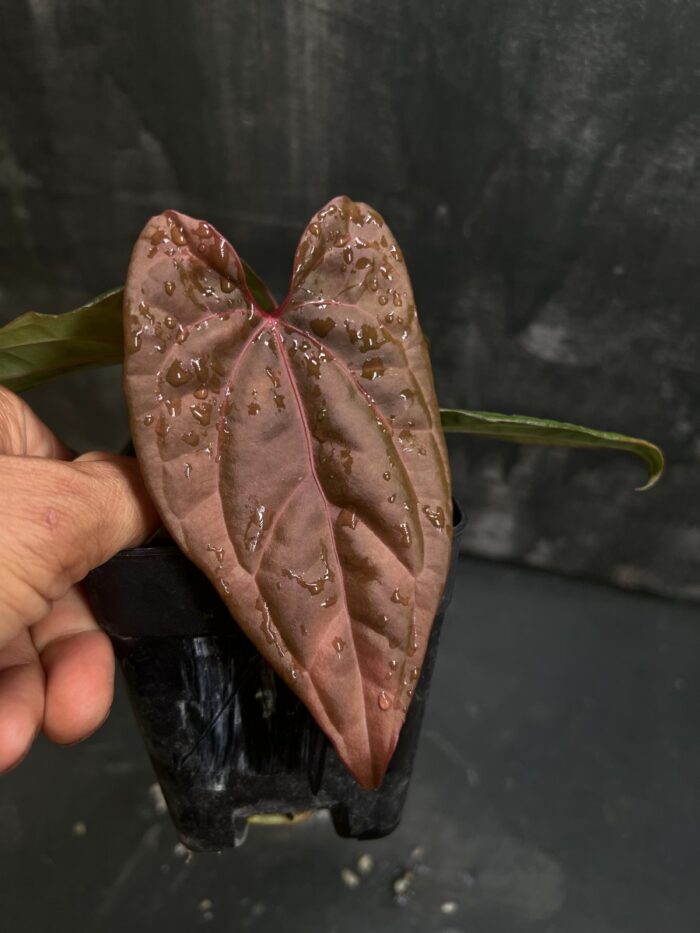 Papi red stem x AOS purple
